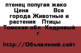 птенец попугая жако  › Цена ­ 60 000 - Все города Животные и растения » Птицы   . Томская обл.,Кедровый г.